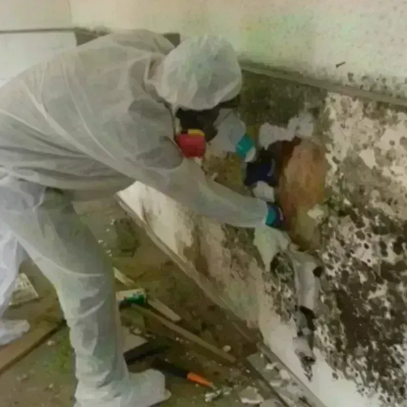 Mold Remediation and Removal in Portland, WI